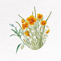 Yellow Mexican poppy clip art, botanical design vector