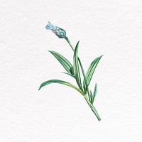 Cornflower  clipart, blue botanical design psd