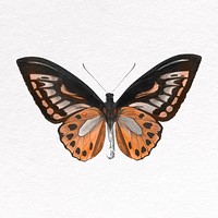 Brown butterfly collage element, insect psd