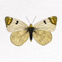 Yellow butterfly clipart, insect design
