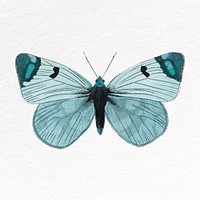 Blue butterfly collage element, insect psd