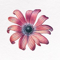 Red flower clipart, poppy anemone illustration design