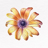 Yellow flower clipart, poppy anemone illustration design
