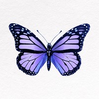 Purple butterfly clipart, insect design