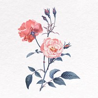 Rose clip art, botanical illustration vector