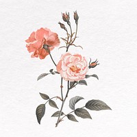 Rose clip art, flower illustration vector