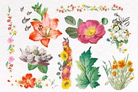 Flower clip art, botanical design set vector
