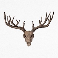 Deer skull vintage illustration psd