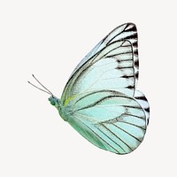 Green butterfly illustration collage element vector