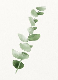 Watercolor baby blue eucalyptus illustration