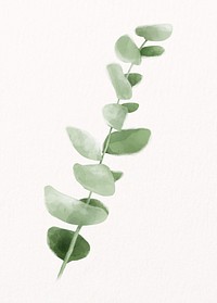 Watercolor baby blue eucalyptus, plant collage element psd