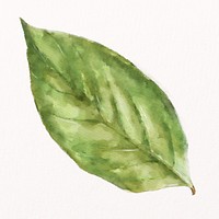 Watercolor leaf, plant collage element psd