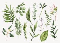Watercolor green leaf collage element vector set