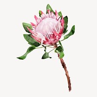 Watercolor king protea, flower collage element vector