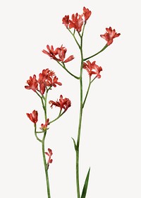 Watercolor red flower, anigozanthos collage element vector