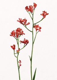 Watercolor red flower, kangaroo paw collage element psd