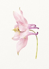 Watercolor pink columbine flower illustration