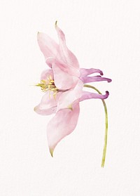 Pink columbine, watercolor flower collage element psd