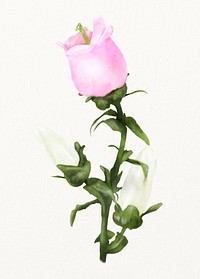 Watercolor pink campanula flower illustration