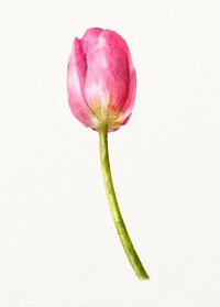 Watercolor pink tulip flower illustration