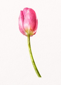 Pink tulip, watercolor flower collage element psd