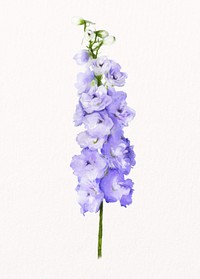 Watercolor purple delphinium, flower collage element psd