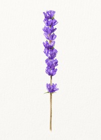 Watercolor purple lavender flower illustration