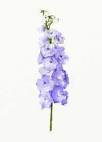 Watercolor purple delphinium flower illustration