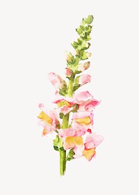 Watercolor snapdragon, pink flower collage element vector