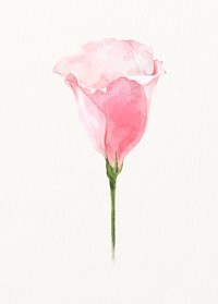 Watercolor pink lisianthus flower illustration