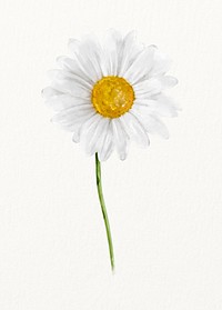 Watercolor white daisy, flower illustration