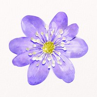 Watercolor purple hepatica flower collage element psd