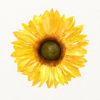 Watercolor sunflower, blooming yellow floral illustration