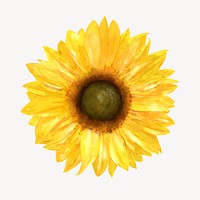 Sunflower watercolor, plant collage element vector