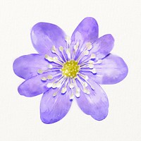 Watercolor purple hepatica flower illustration