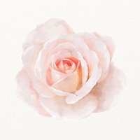 Watercolor pink rose, flower illustration