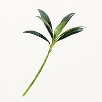 Watercolor oleander leaf, plant illustration