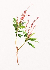 Watercolor jaborandi leaf, plant collage element psd