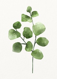 Watercolor silver dollar eucalyptus branch illustration