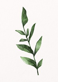 Watercolor green leaf, plant collage element psd