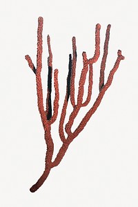 Red sea coral sticker, marine life image psd