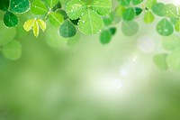 Green leaves with water drops background