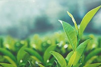 Green tea leaves in a field