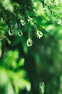 Green pine leaves with water drops background