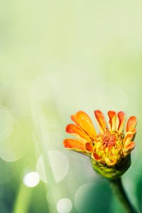 Blooming orange flower in a garden macro shot