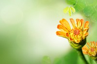 Blooming orange flower in a garden macro shot