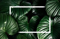 White frame on a tropical background vector