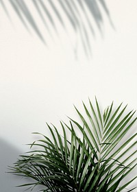 Areca palm shadows on a white wall