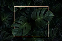 Squar golden frame on a tropical background vector