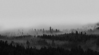 View of the misty woods in Norway